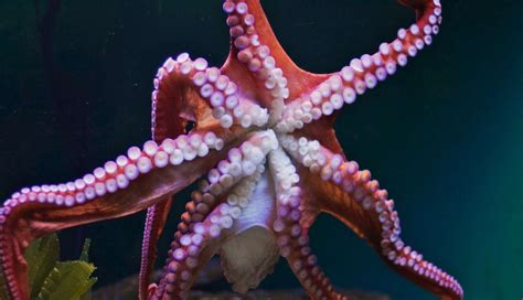 Octopus legs - Learn about the octopus's anatomy, blood, and defense mechanisms. The octopus has eight arms that branch off of its head and a mantle that houses its organs. …